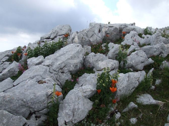 Lilium bulbiferum subsp. croceum / Giglio di S.Giovanni